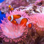 Clownfish