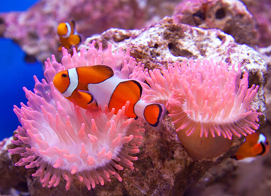 Clownfish