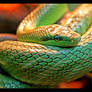 Red-Tailed Green Ratsnake