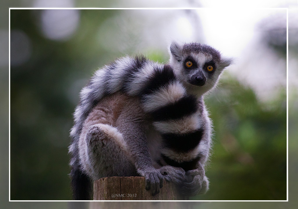 Ring-Tailed Lemur