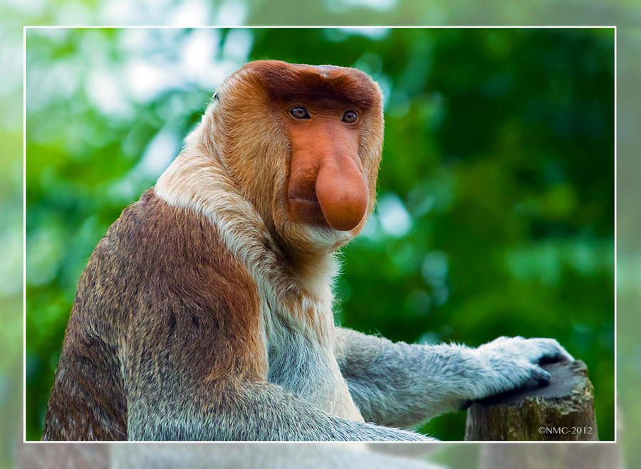 Proboscis Monkey by RoyallyCrimson on DeviantArt