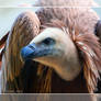 Griffon Vulture