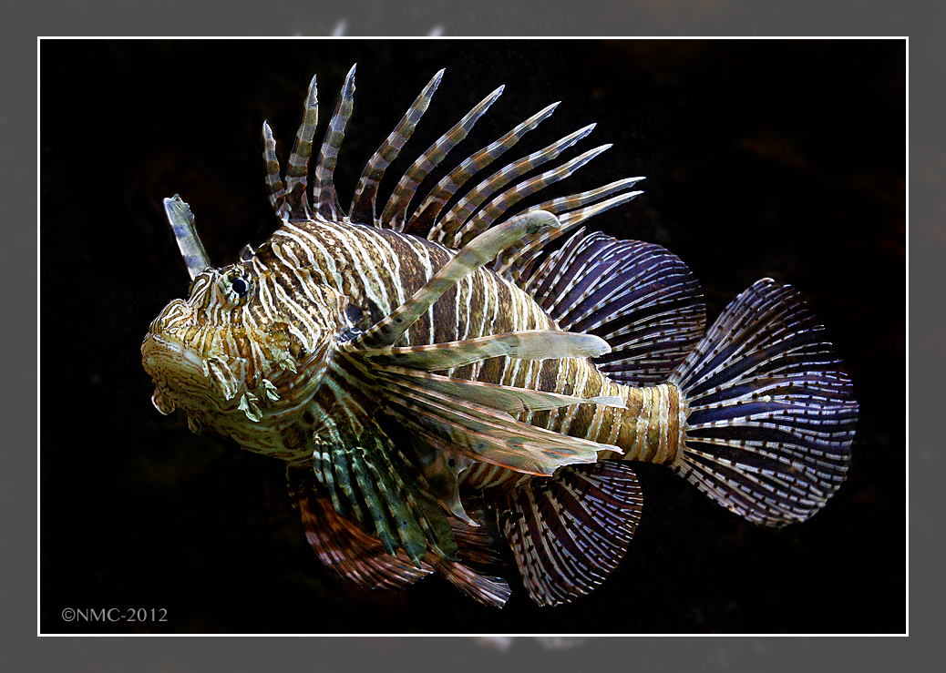 Lion Fish