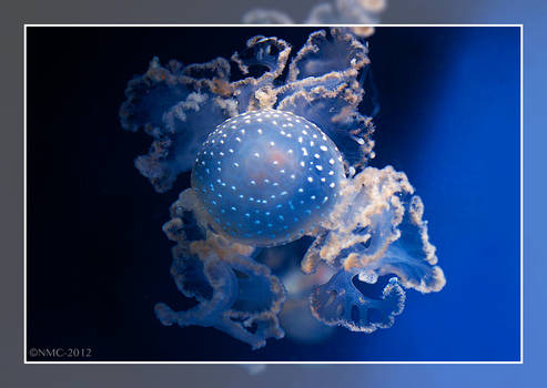 Australian Spotted Jellyfish