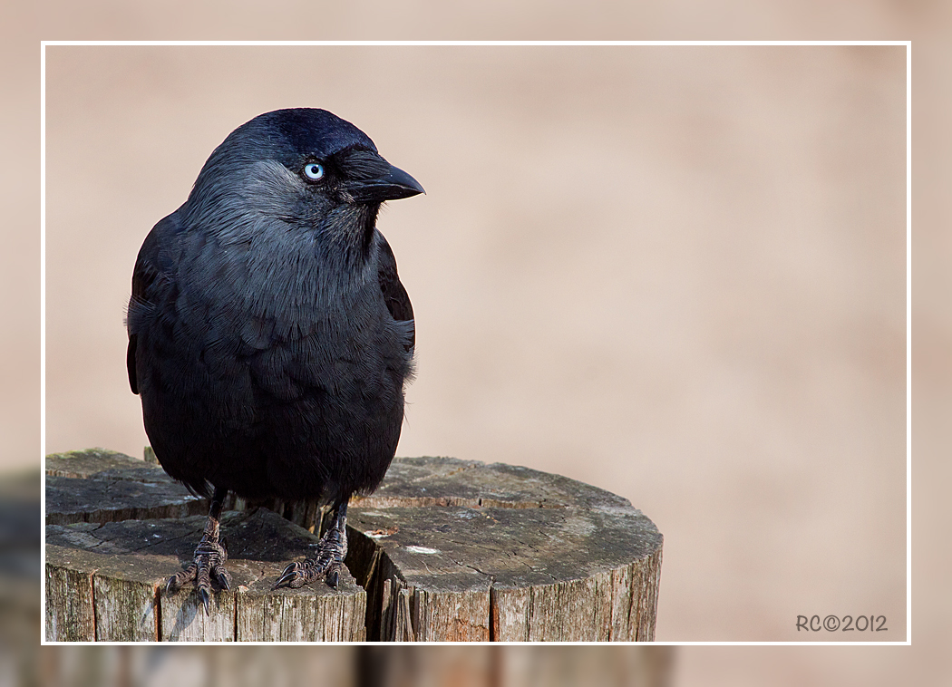 Western Jackdaw