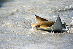 Sting Ray ultimate shot