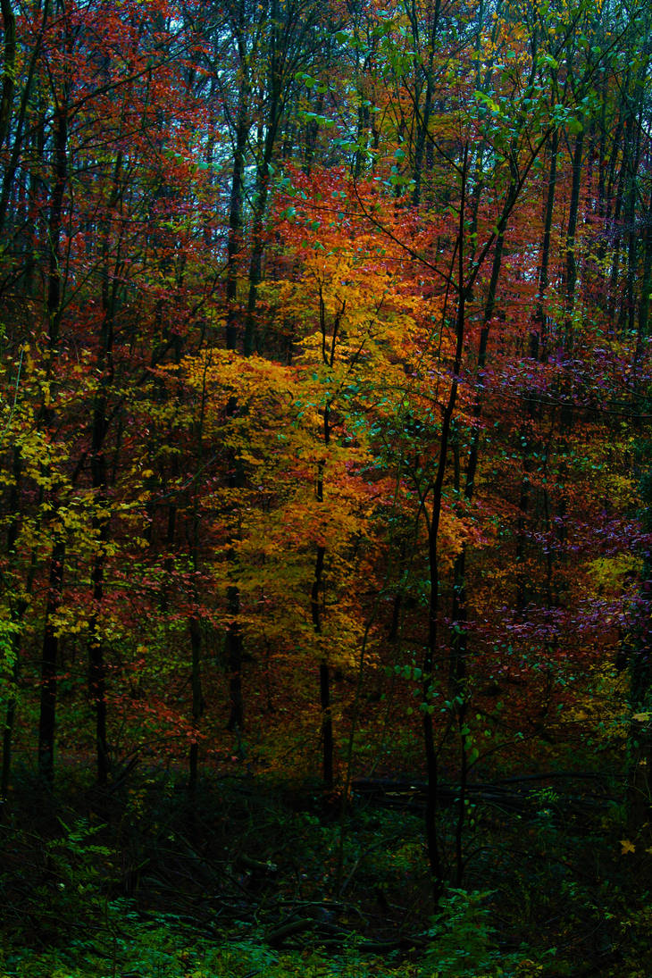 Colours of Fall by bunnyrabbit99 on DeviantArt