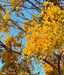 Yellow Acacia 2