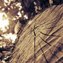 - The Wood God.