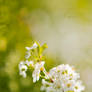 Papyrus Blossom.