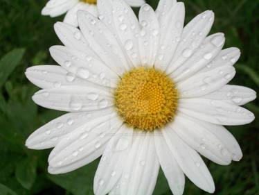 Daisies After the Rain