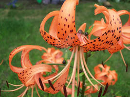 Tiger Lilies