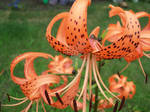 Tiger Lilies by GoodGirl-BadGirl