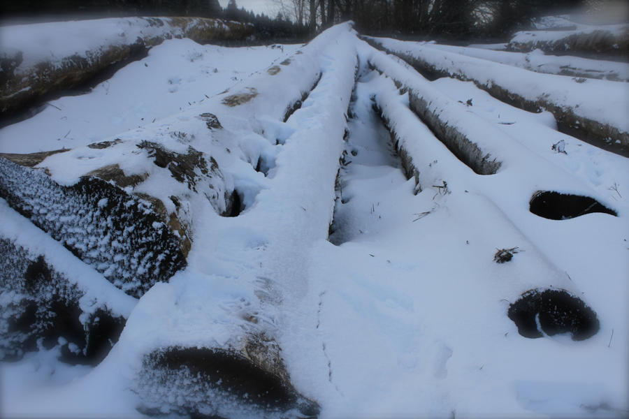 Trunk under snow