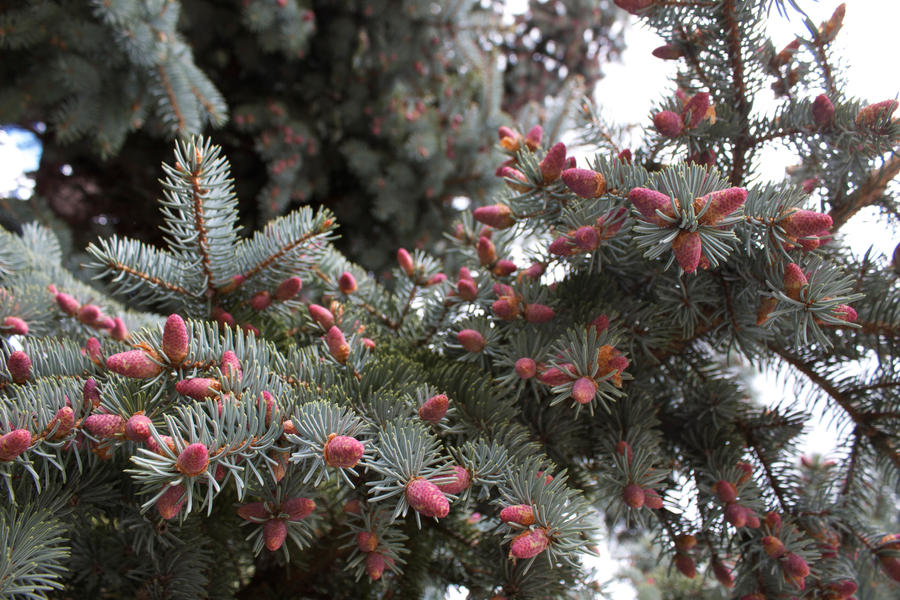 Pomme de pin- pine cone 1