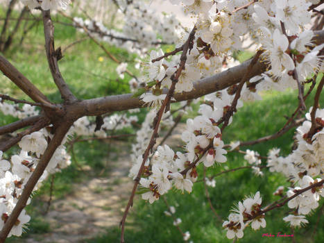 flowering trees