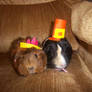 ThanksGiving guinea pigs