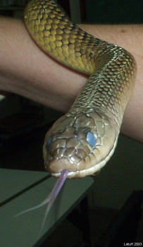 Brazilian water snake