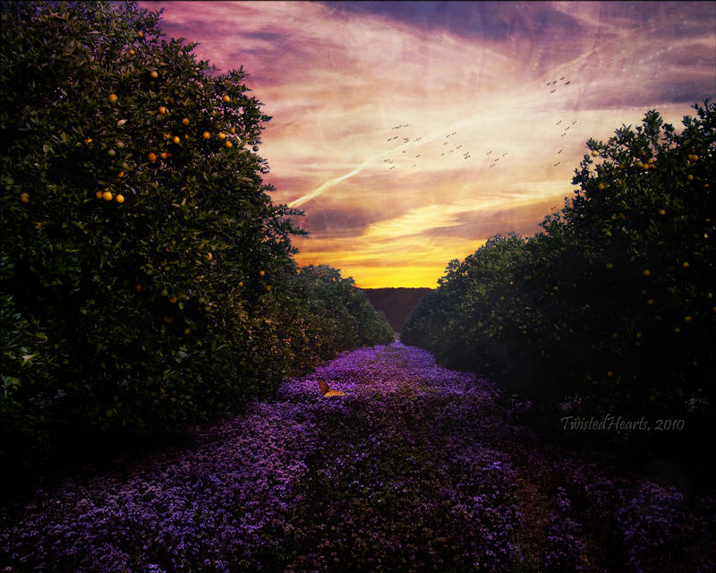 Lavender Lane.