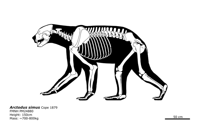 Arctodus simus: The short-faced bear.