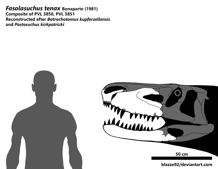 Fasolasuchus tenax skull by bLAZZE92