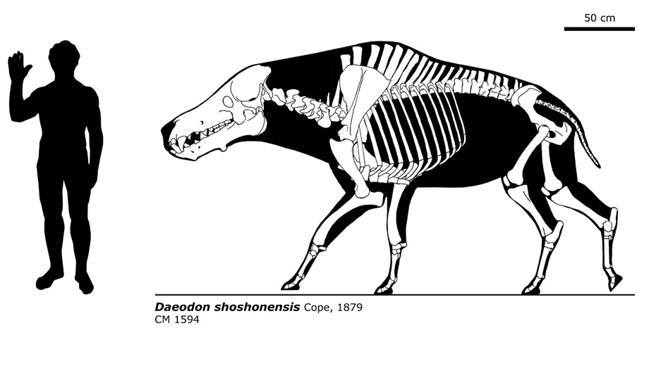 Daeodon shoshonensis by bLAZZE92