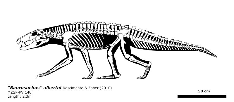 Baurusuchus Baurusuchus? albertoi by bLAZZE92 on DeviantArt