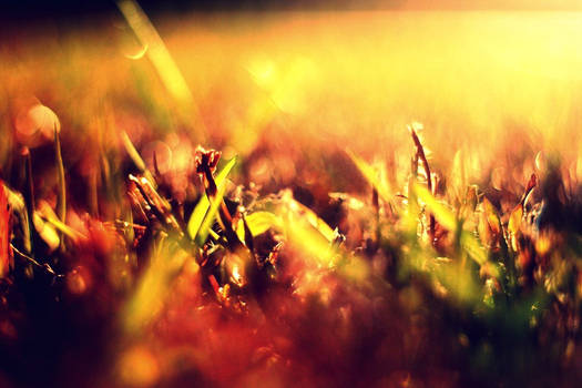 Sunset Grass