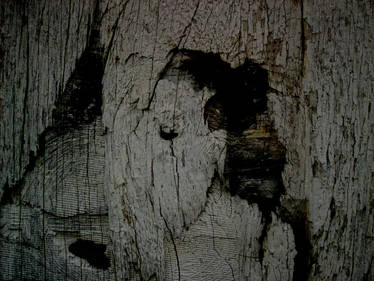 Wood Texture