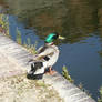 Canal Duck