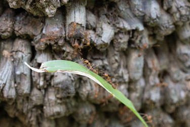 Ants making a bridge