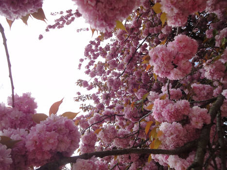 Pink tree and blinding sky