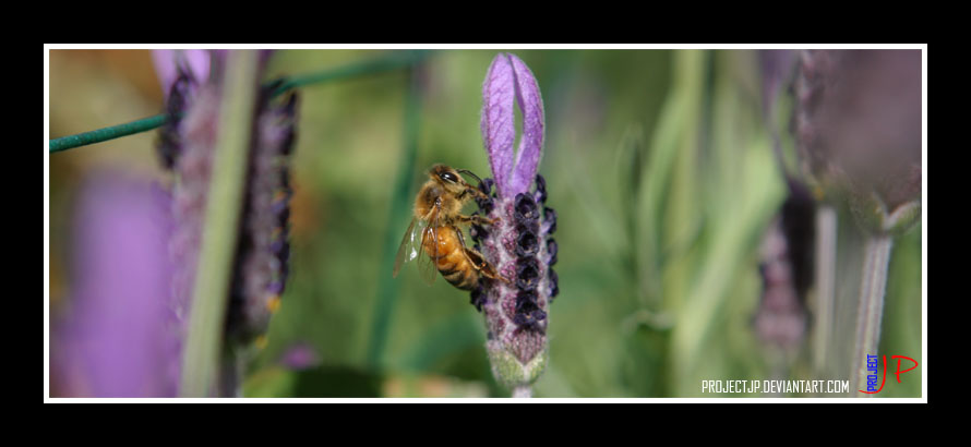 Bee on Lavender 2