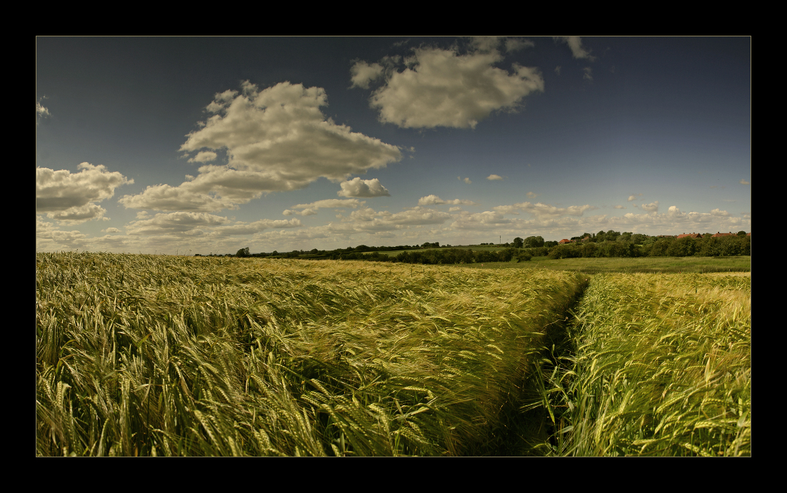 Yorkshire fields