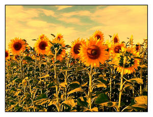 Sunflowers