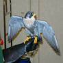 Peregrine Wings Spread I
