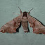 Large Sphinx Moth