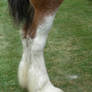 Draft Horse Hind Legs