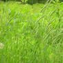 Tall Grass