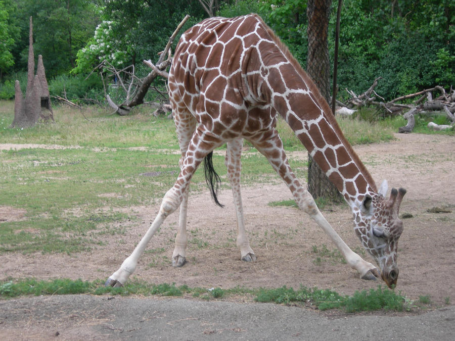 Giraffe Nibbling Grass