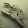 Rodent Skeleton