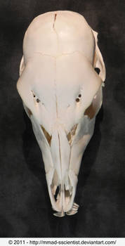 Sitatunga Skull Top