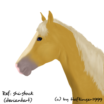 Horse portrait