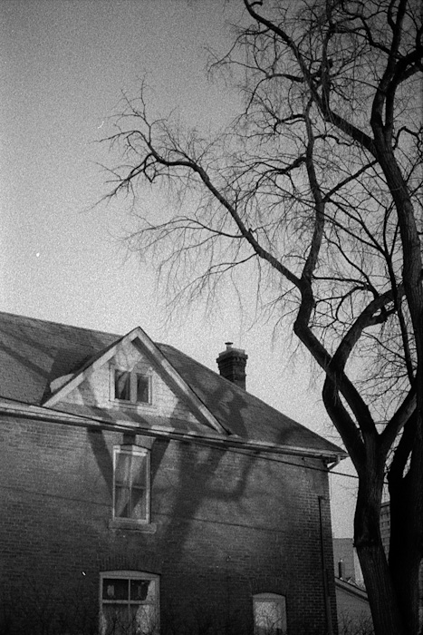 House And Tree