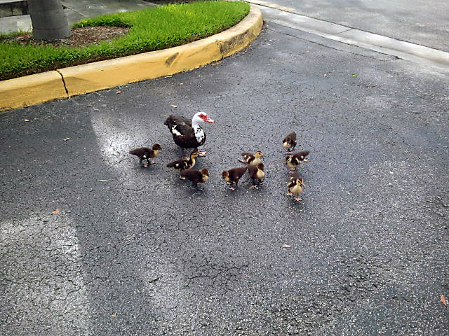 Ducks