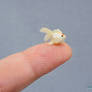 Miniature Red Cap Oranda Goldfish