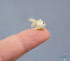 Miniature Red Cap Oranda Goldfish