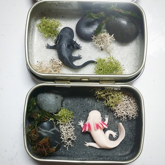 WiP - Mini Axolotl Tin Ponds