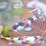 Miniature Koi and Axolotl Pond Closeup