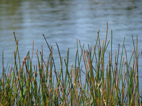 Plants of the pond